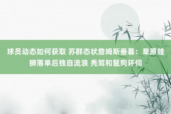 球员动态如何获取 苏群态状詹姆斯垂暮：草原雄狮落单后独自流浪 秃鹫和鬣狗环伺